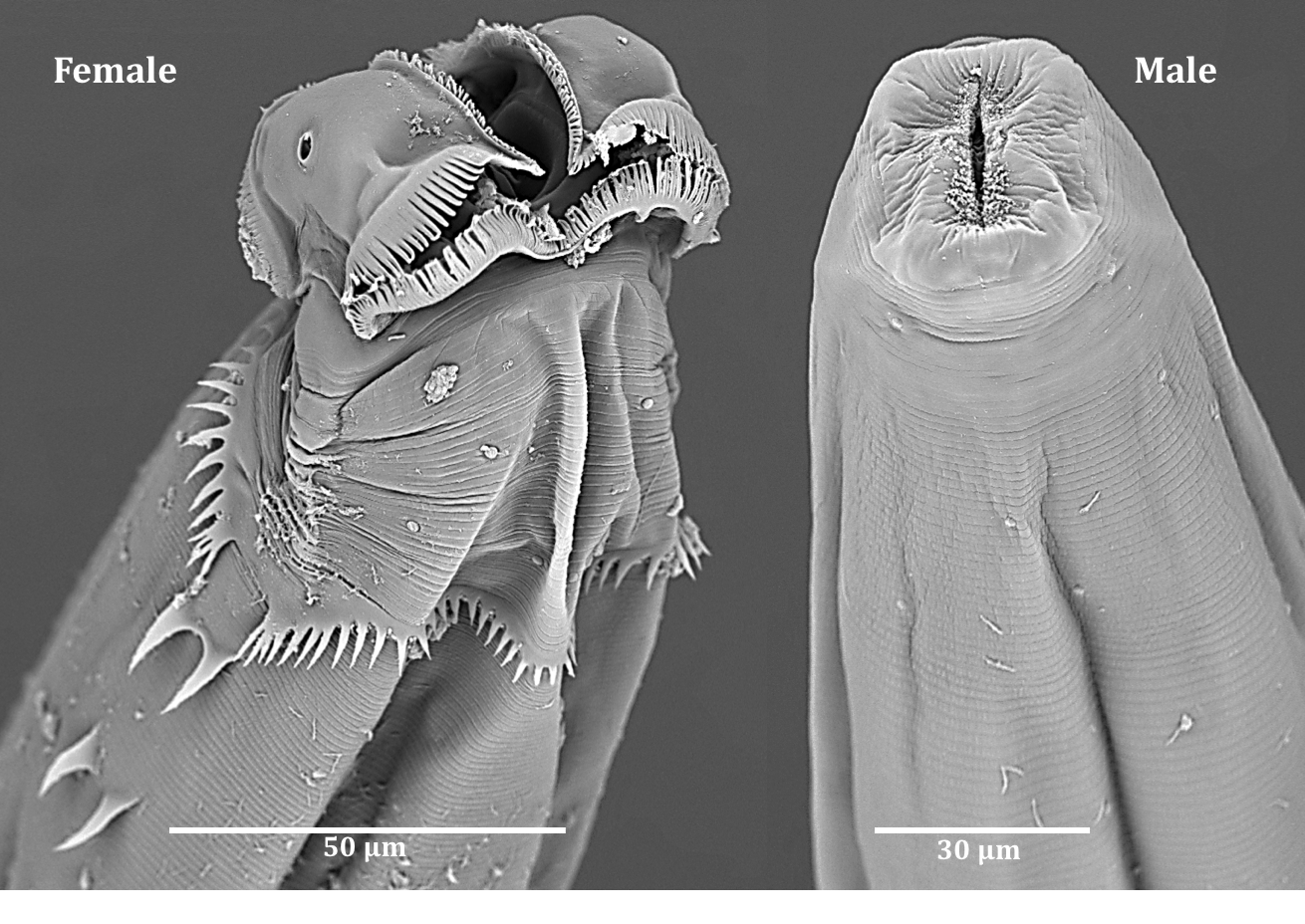 Heth pivari (male and female) – Heth females are easily identified by their cuticular ornamentation and unique head morphology.