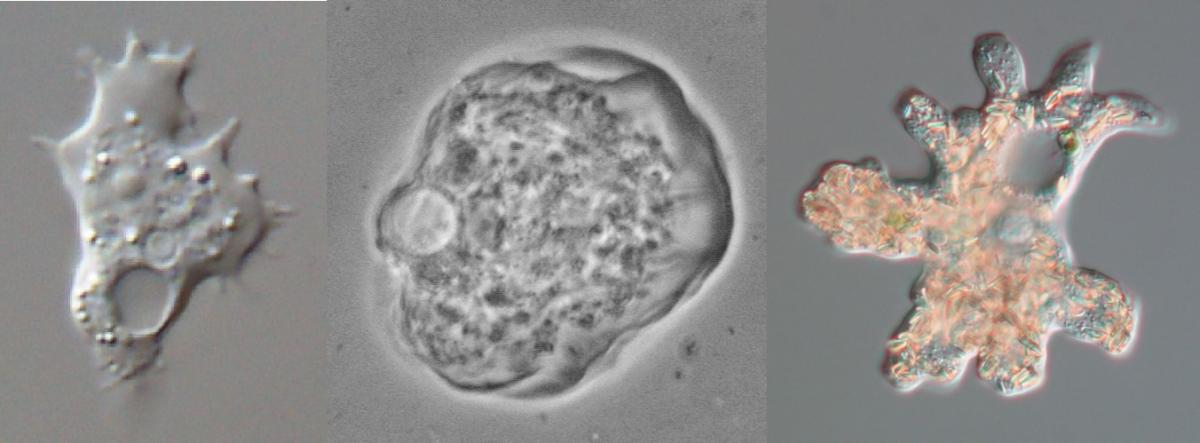 Some common soil protists, here represented by three common amoebae. From left to right Acanthamoeba sp., Thecamoeba similis and Deuteramoeba mycophaga . Pictures provided by Alexey Smirnov.