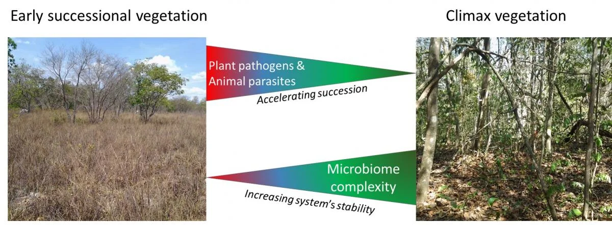 Proposed model with pathogens accelerating vegetation turnover and microbiome complexity increasing system’s stability, leading to stable climax tree vegetation