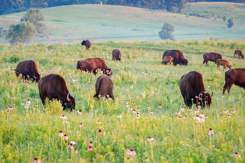 Bison were reintroduced to The Nature Conservancy’s Nachusa Grasslands in Illinois, USA to increase habitat heterogeneity in restored tallgrass prairie. Photo Credit: Dee Hudson