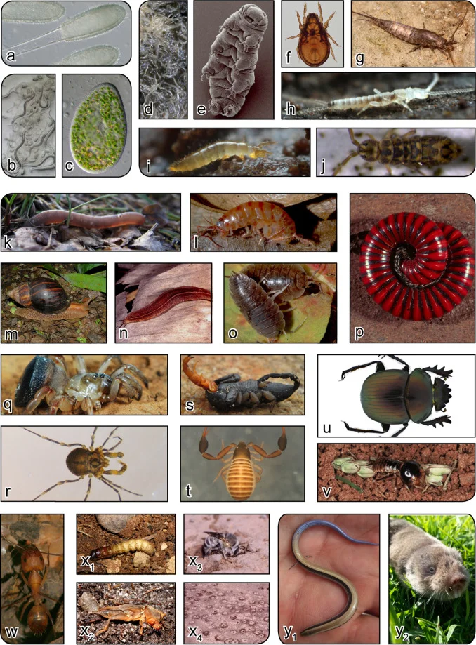 What lies beneath: South Africa’s megadiversity of soil biota Part II