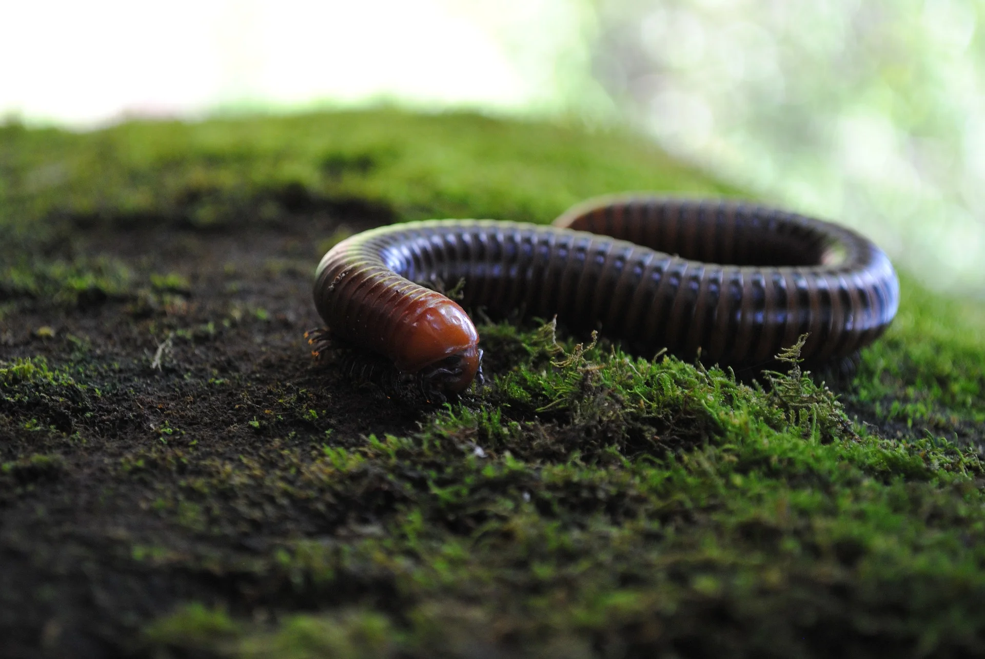 centipedes-2063724_1920.jpg