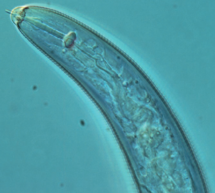 Nematode.png