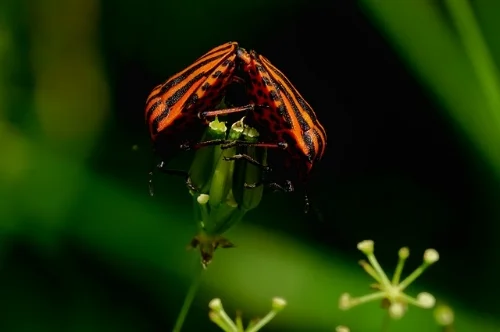nature-3462970_640.jpg