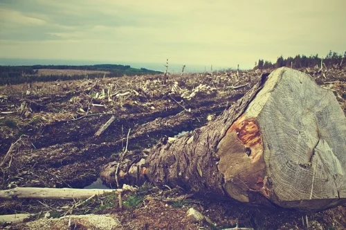 deforestation-405749_640.jpg
