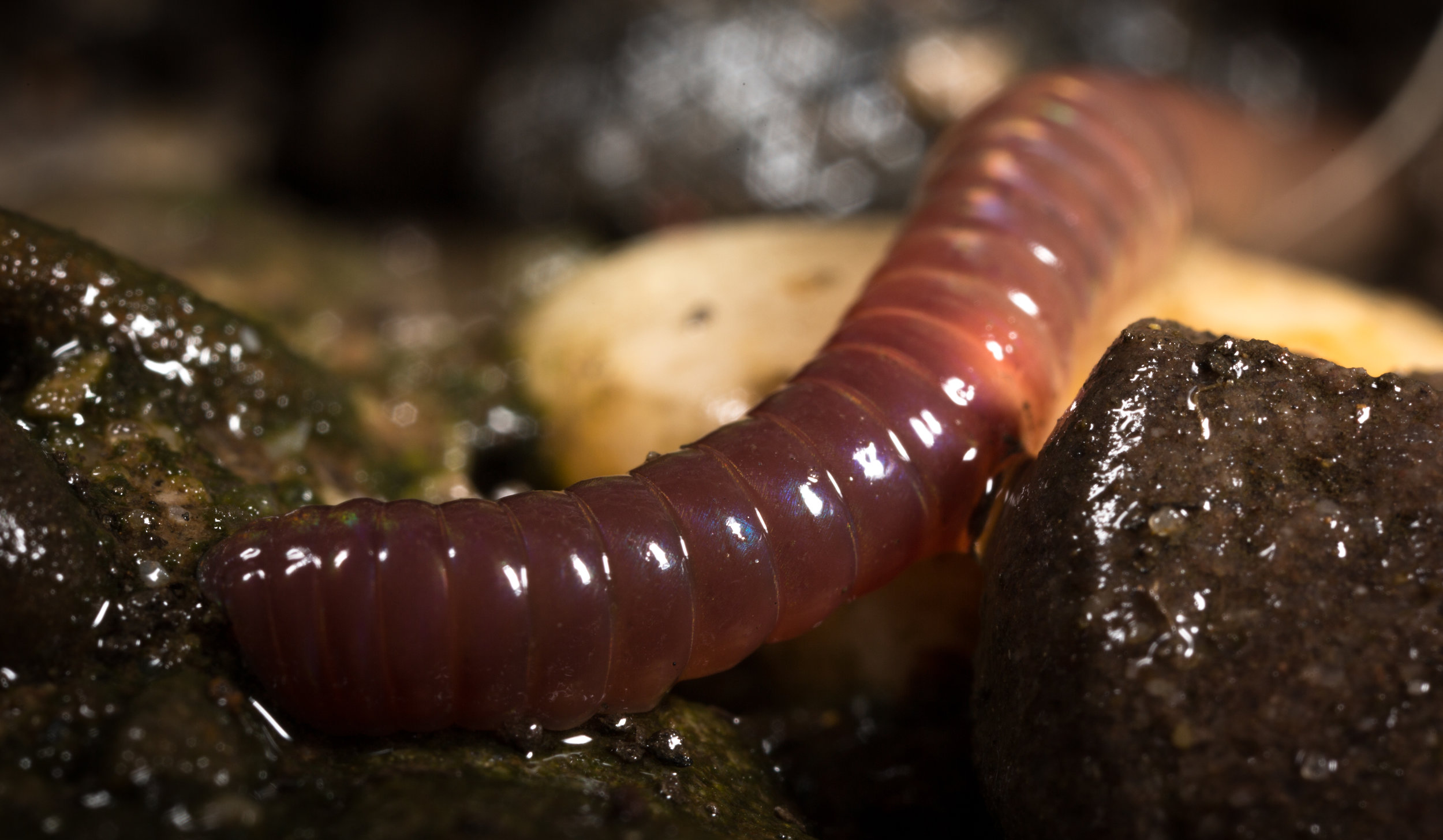Worms Make Risky Choices Too! — Global Soil Biodiversity Initiative
