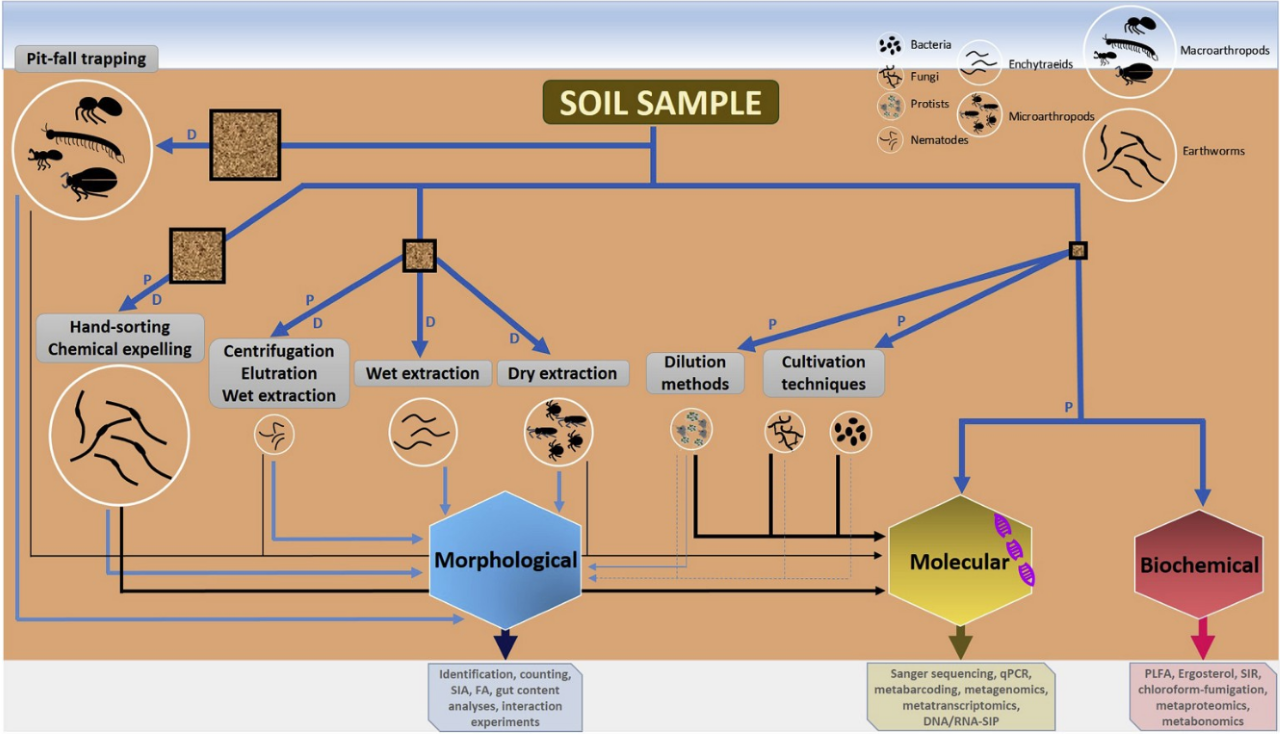How do we show the importance of invisible soil organisms?