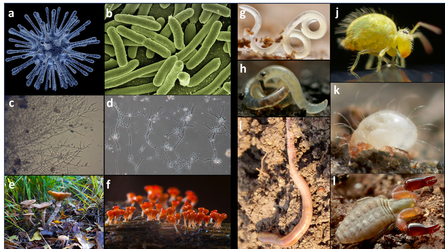 Soil Biodiversity in the Anthropocene