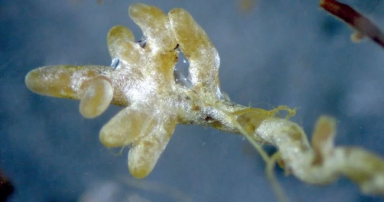 Mycorrhizae