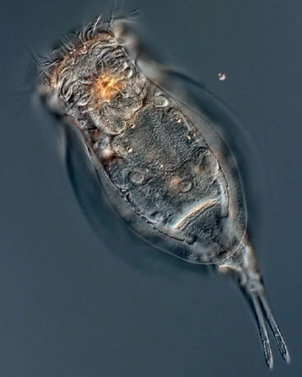 Rotifers