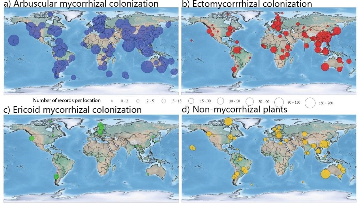 New database of mycorrhizal associations seeks contributions — Global ...