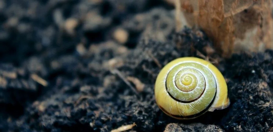 snail-1628478_960_720.jpg