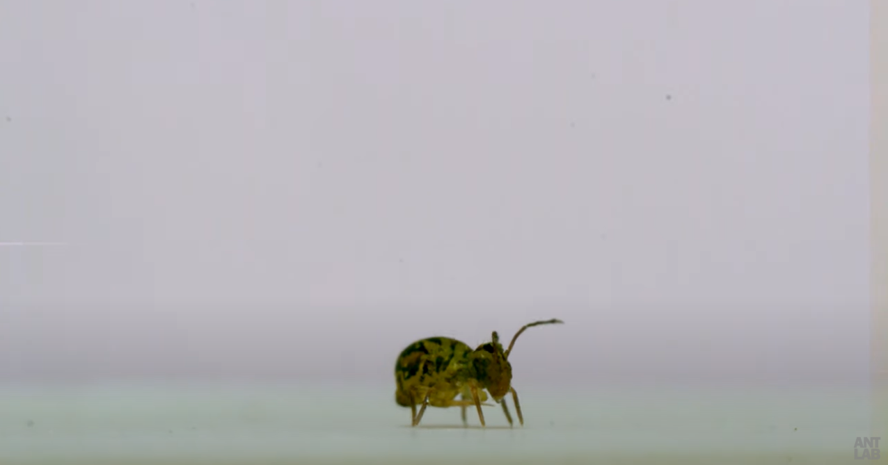 Springtails bounce Dr. Adrian Smith into discoveries on Collembola behavior