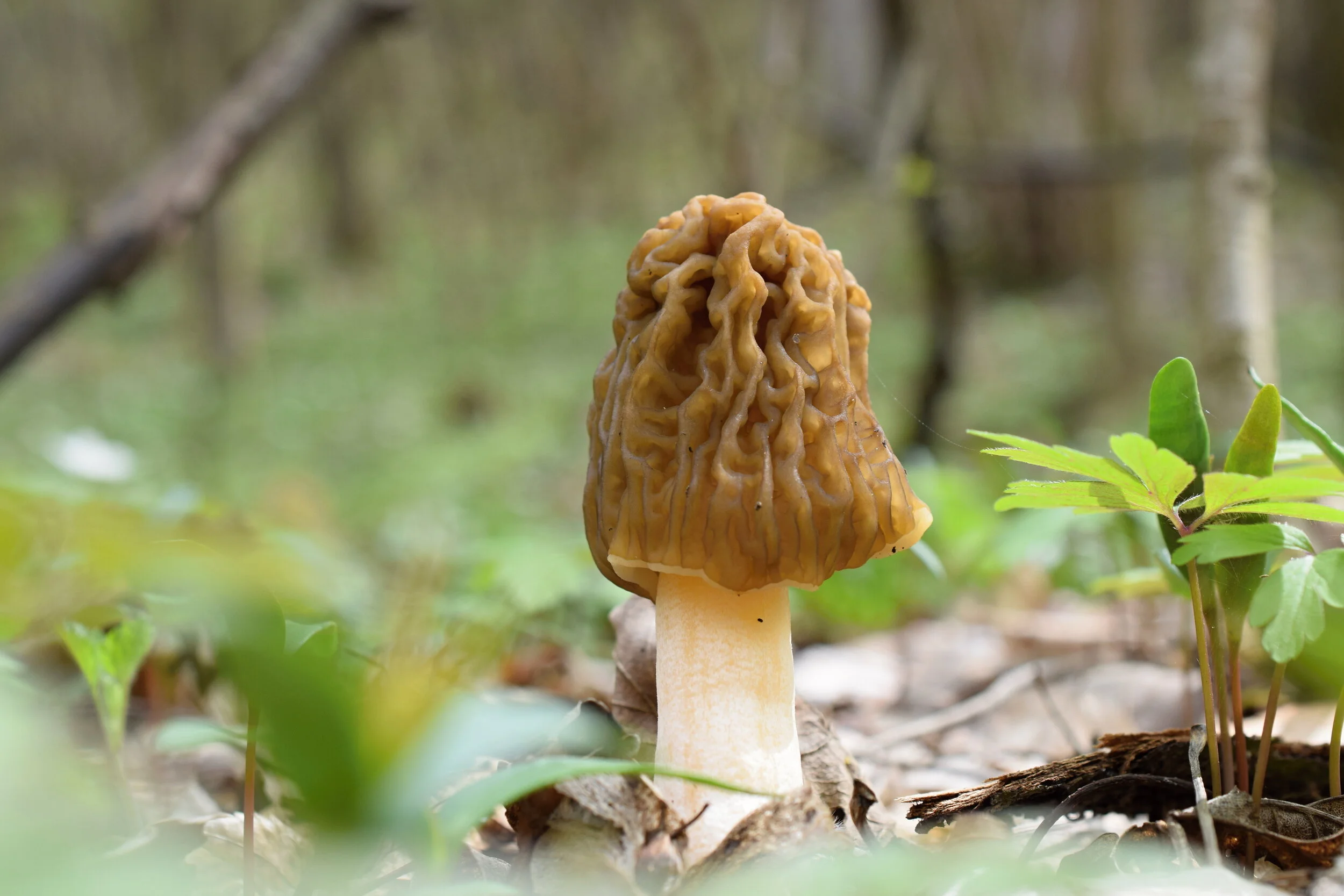 GlobalFungi: FAIR and community-driven resource for studies on fungal biodiversity and ecology