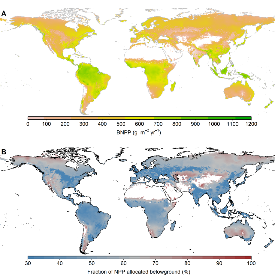 Belowground productivity accounts for 46% of total terrestrial C fixation 