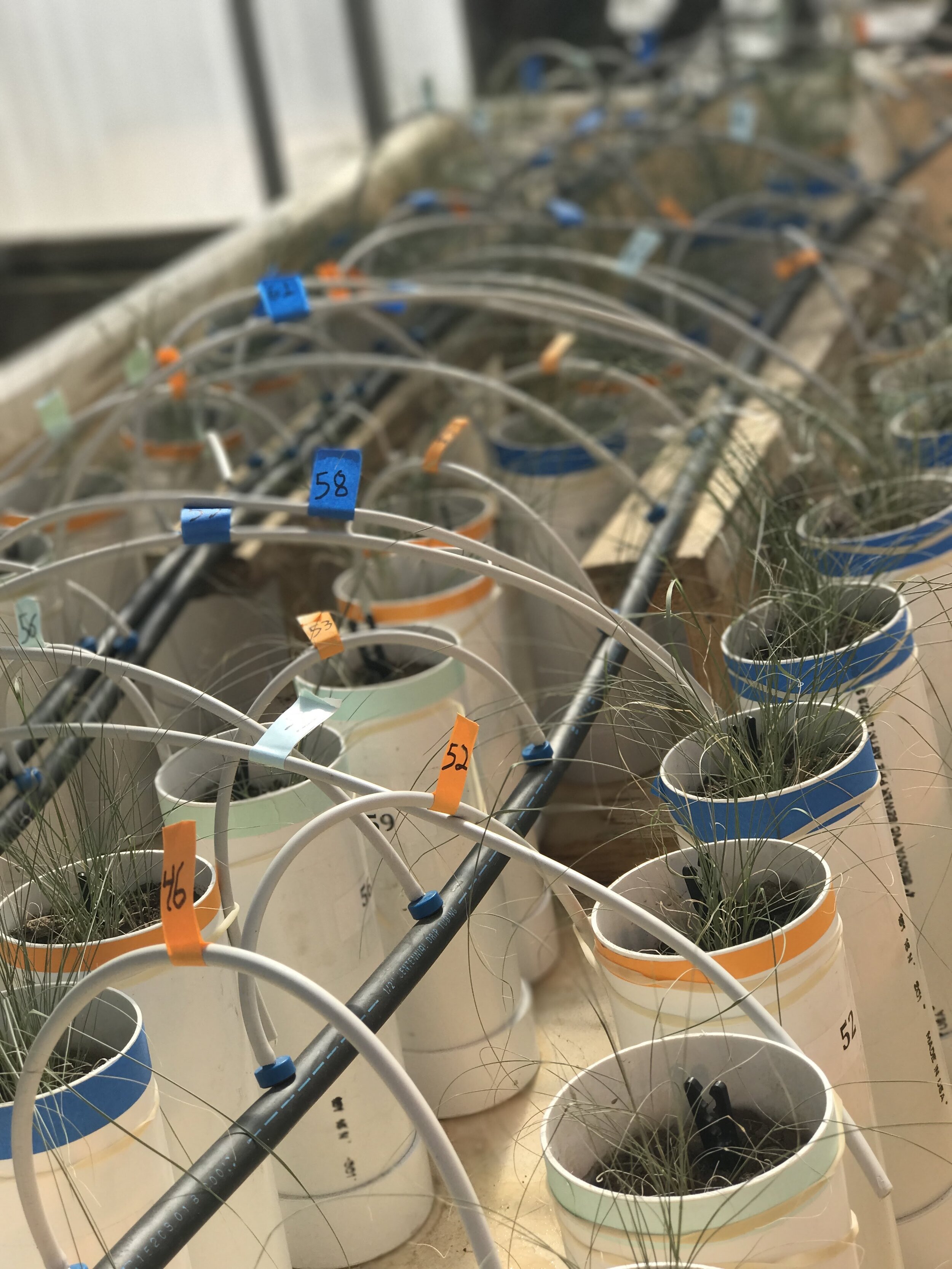 Nematodes driving the fate of carbon under climate change