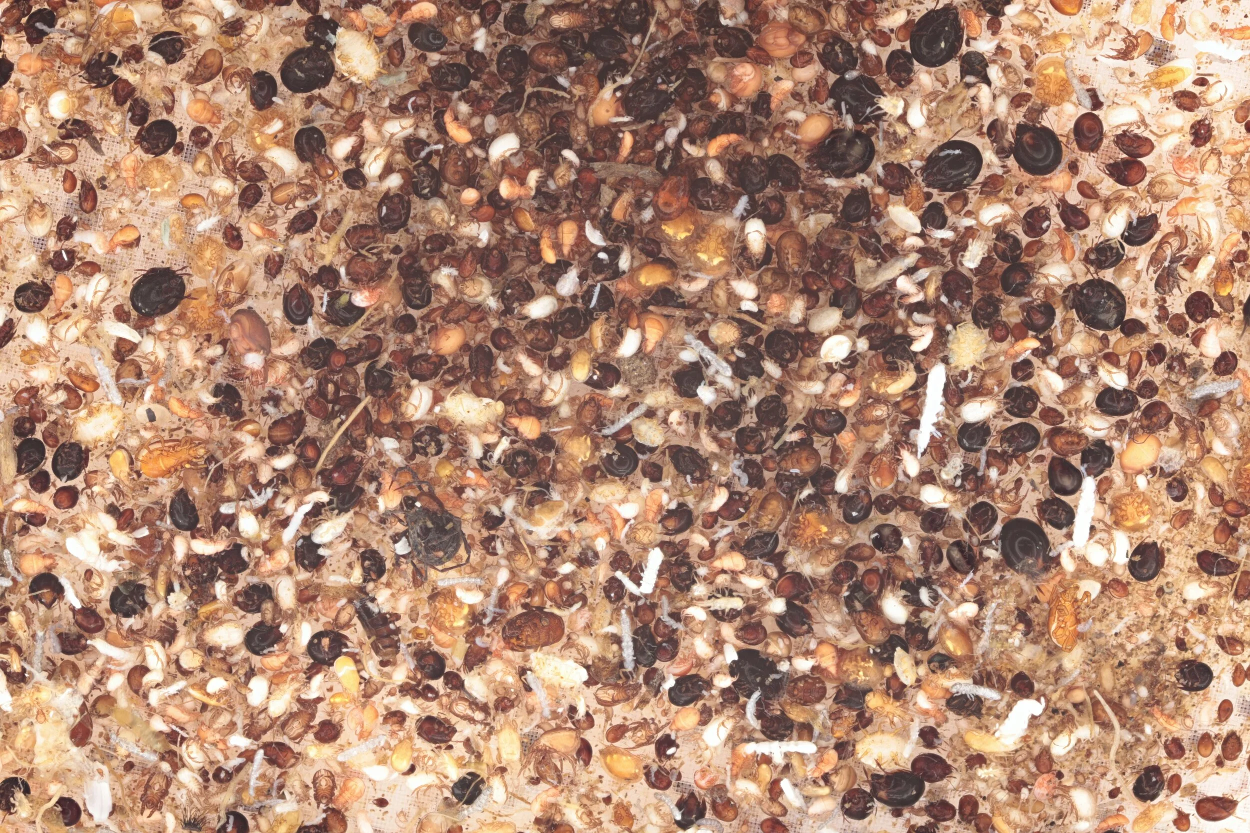 Soil arthropod mesofauna takes the stage: Advances from whole-community haplotype-level metabarcoding