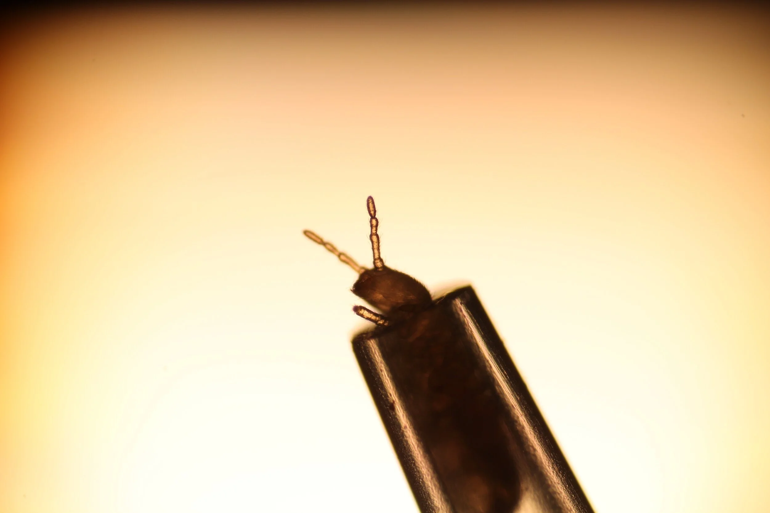 The scent of earth – a connection between sporulating soil bacteria and springtails