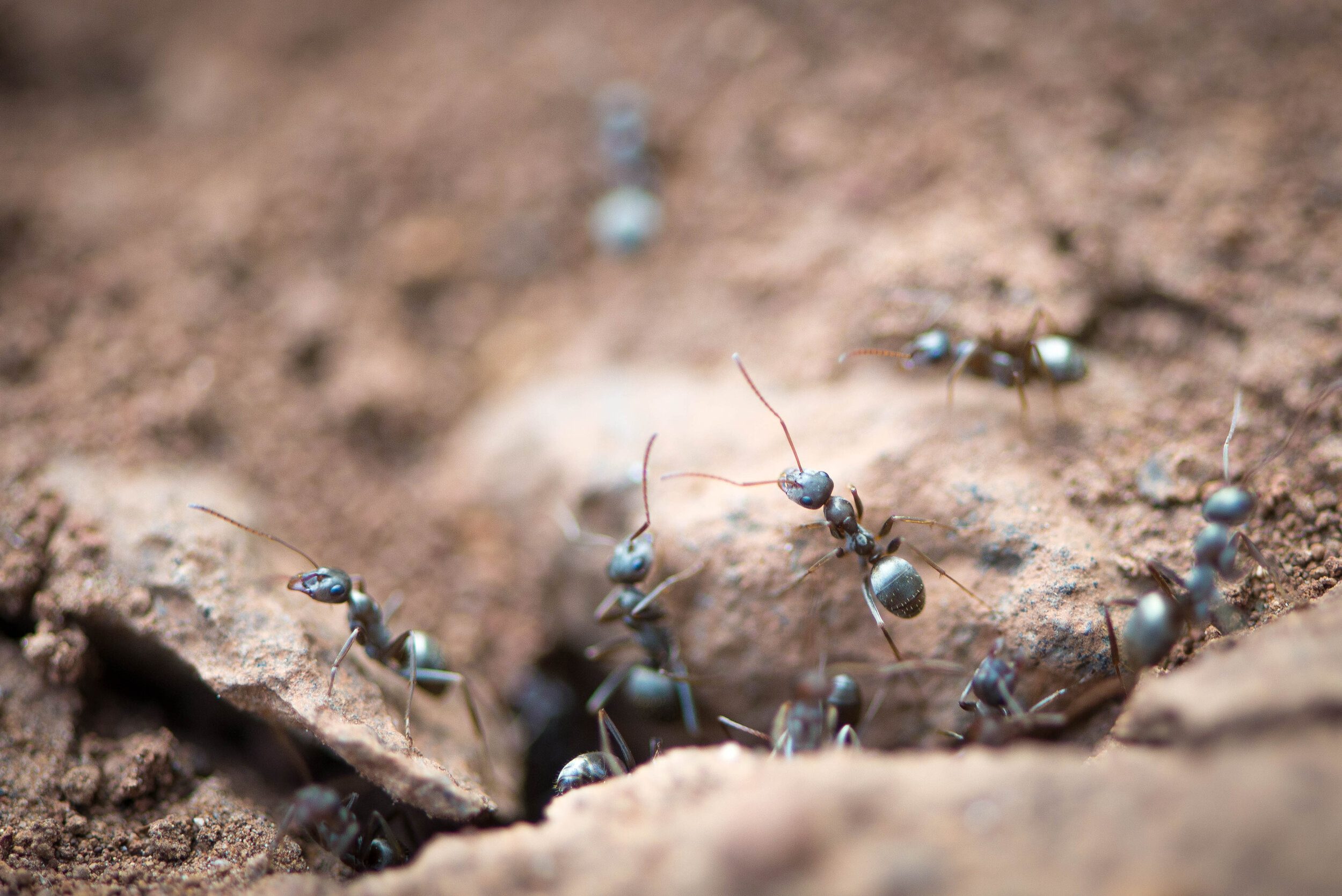 A wealth of information on the world's ants — Global Soil Biodiversity  Initiative
