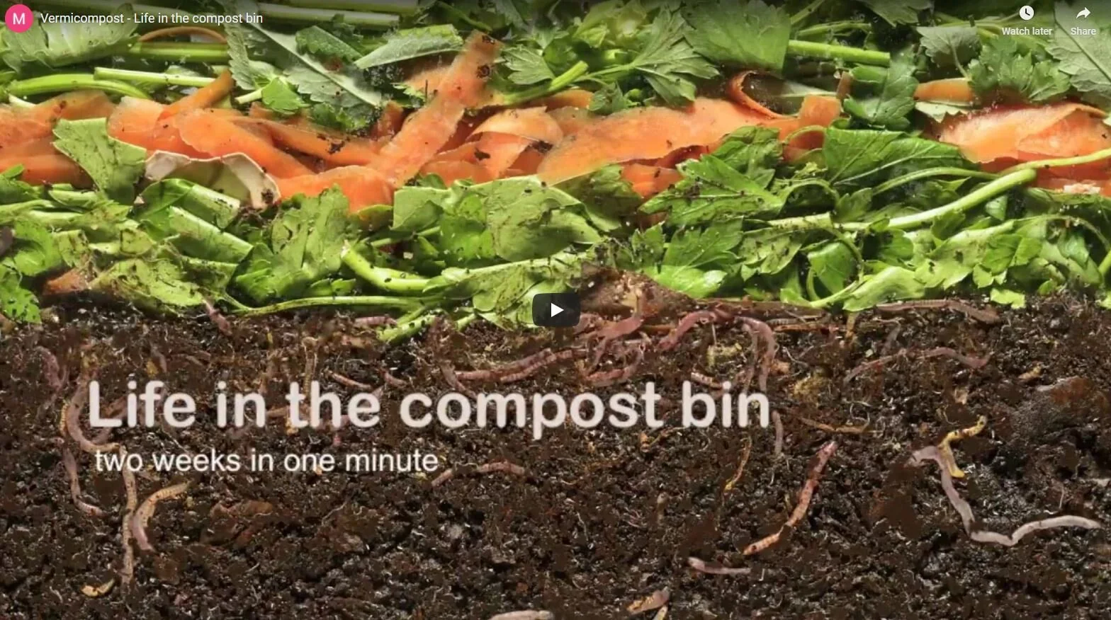 Vermicompost - Life in the compost bin