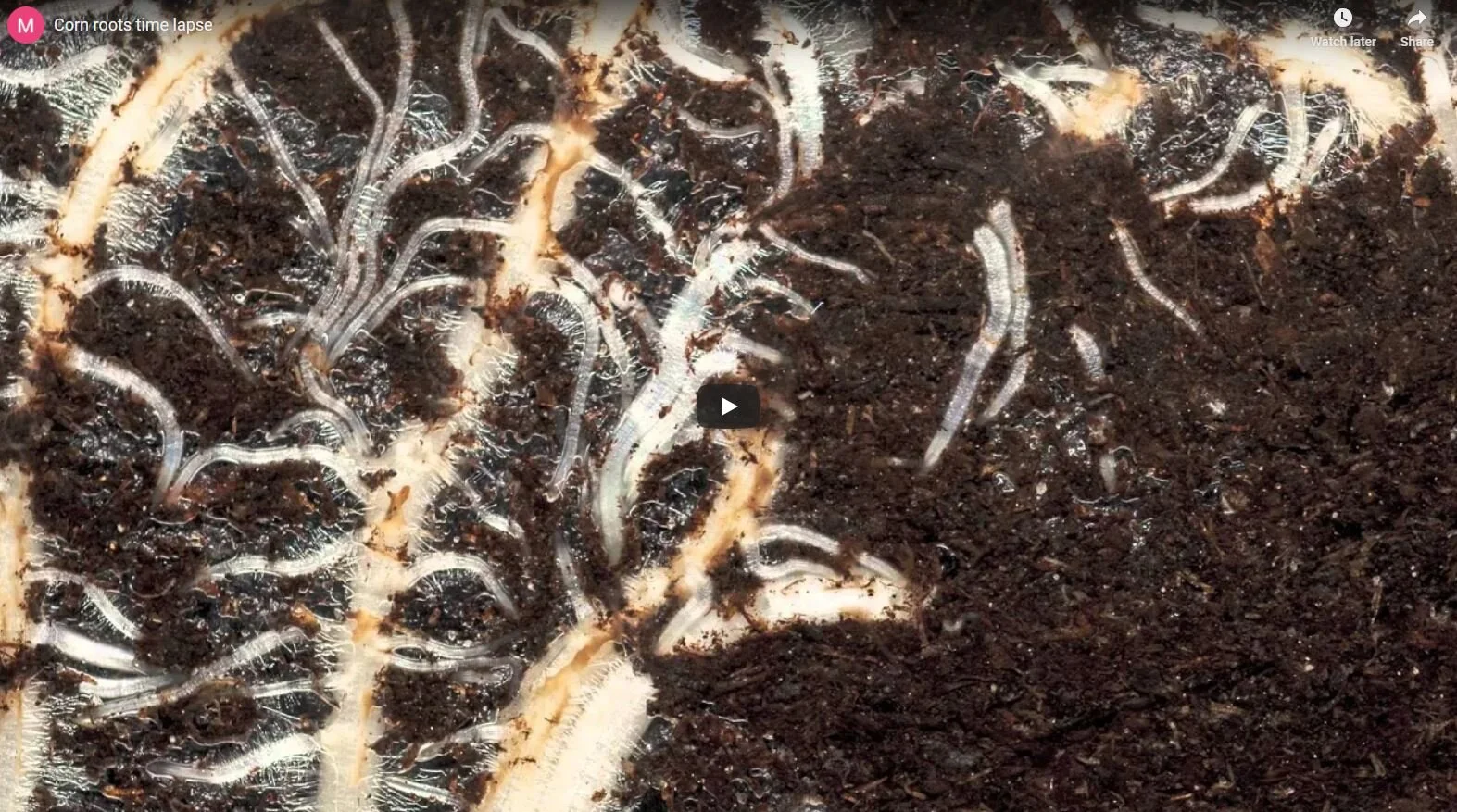 Corn roots time lapse