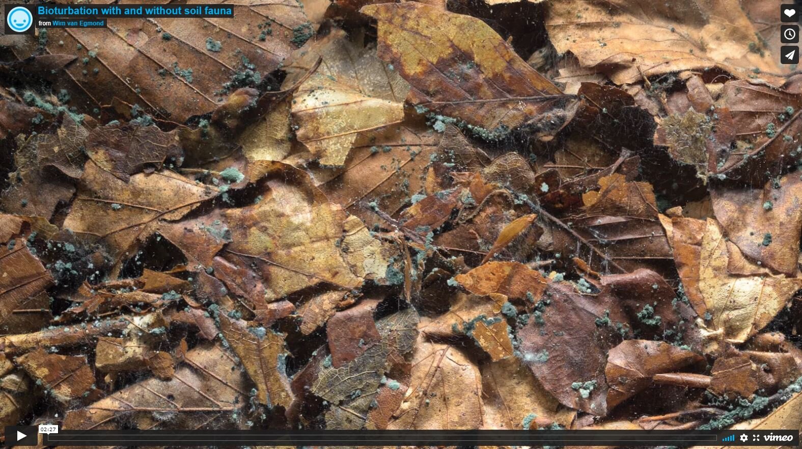 Bioturbation with and without soil fauna