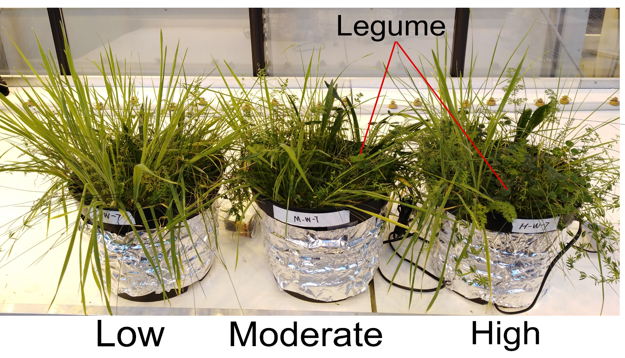Legumes get help from soil biodiversity to reduce effects of climate change