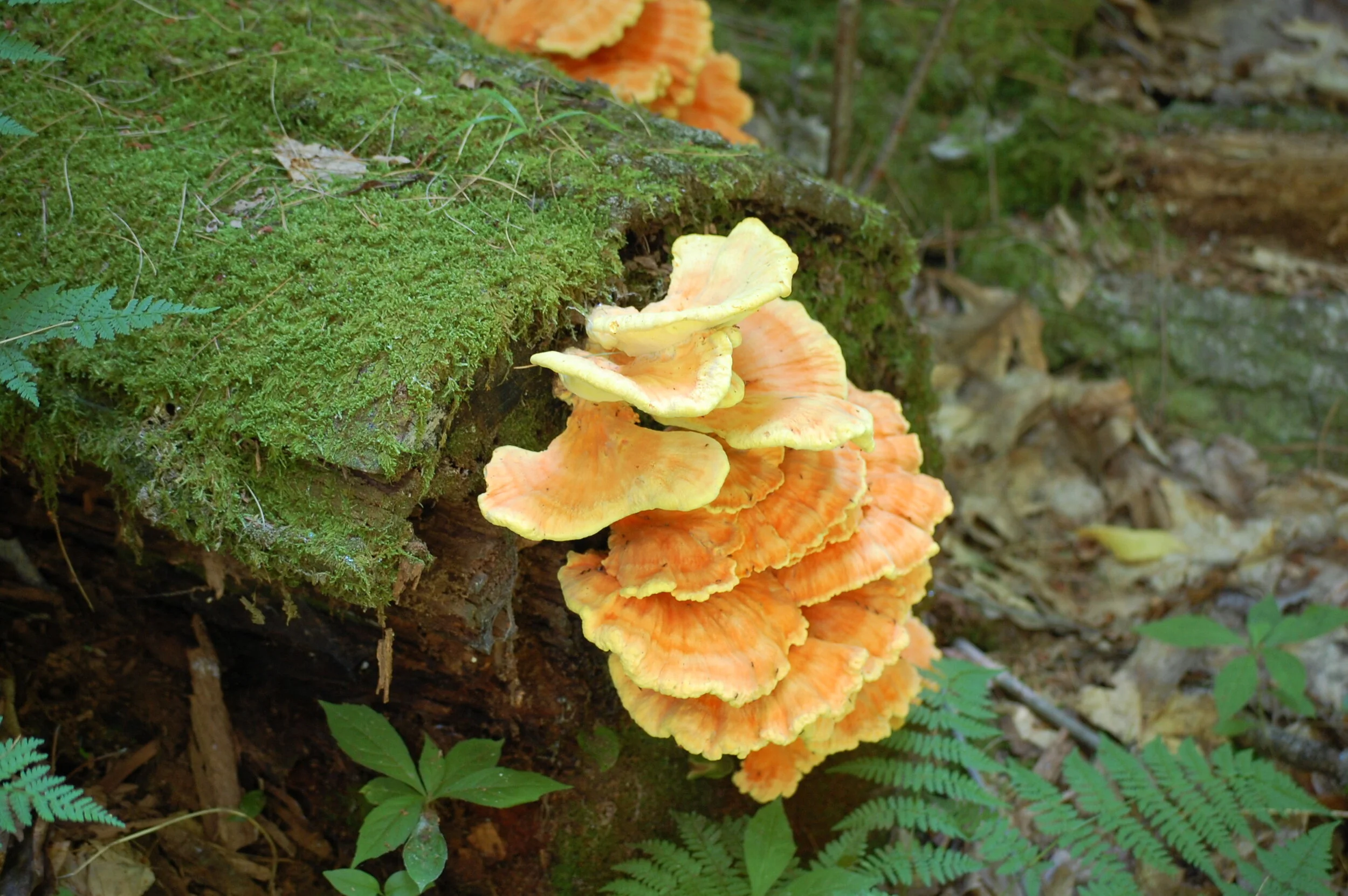 Changes in the relative abundance of fungal functional groups and dominant taxa due to soil warming are associated with losses in total soil carbon 