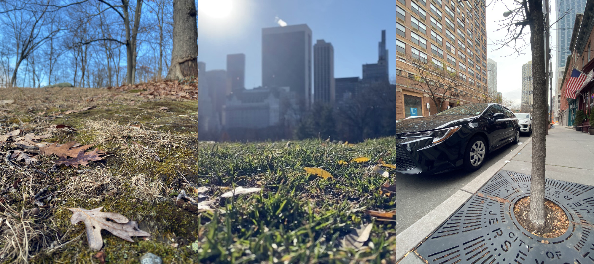 Global soil organic carbon stocks in natural and urban ecosystems