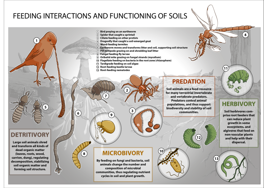 What, where and how do soil animals eat? And why do we need to know? —  Global Soil Biodiversity Initiative
