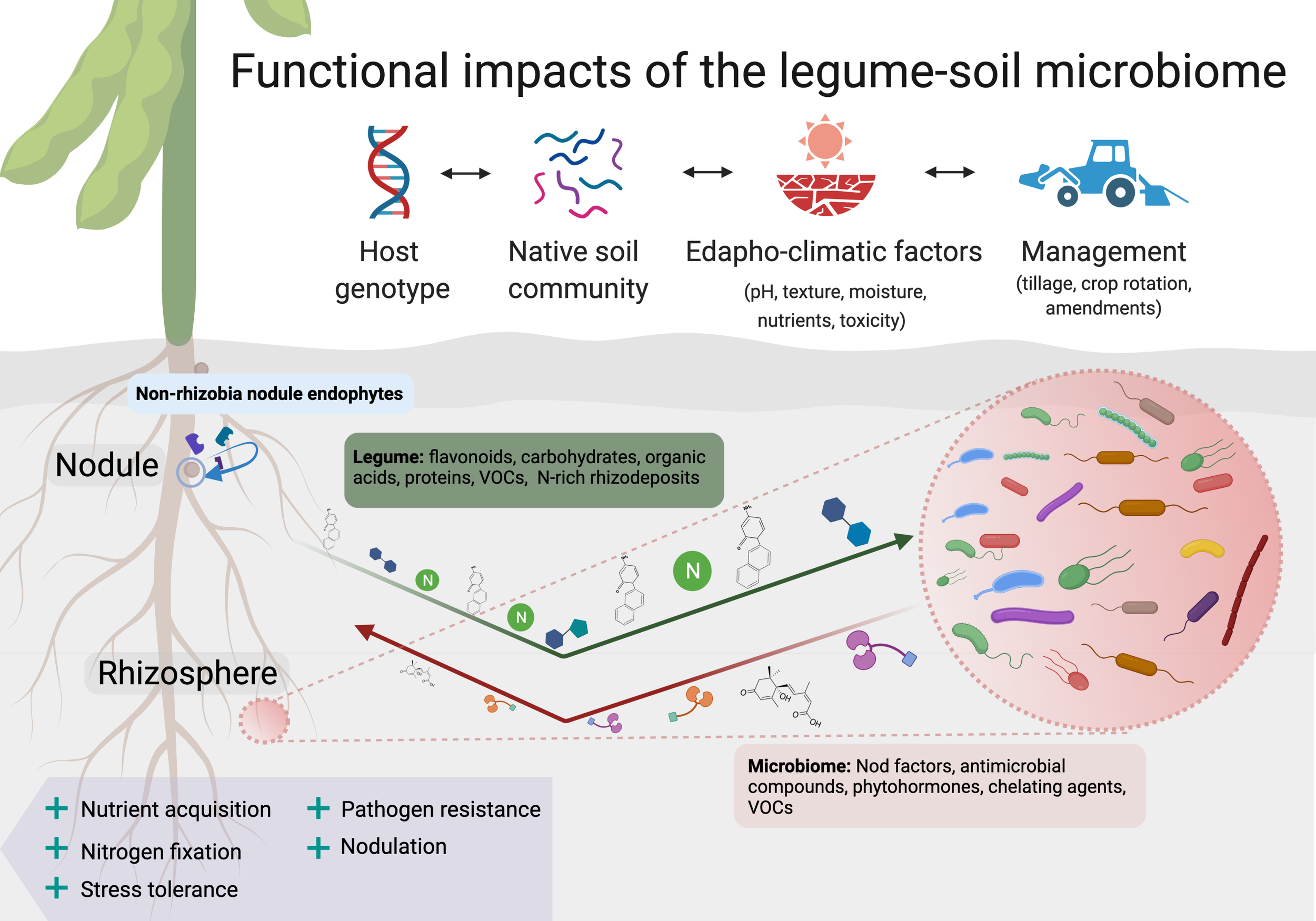 microbiome boosting foods legumes