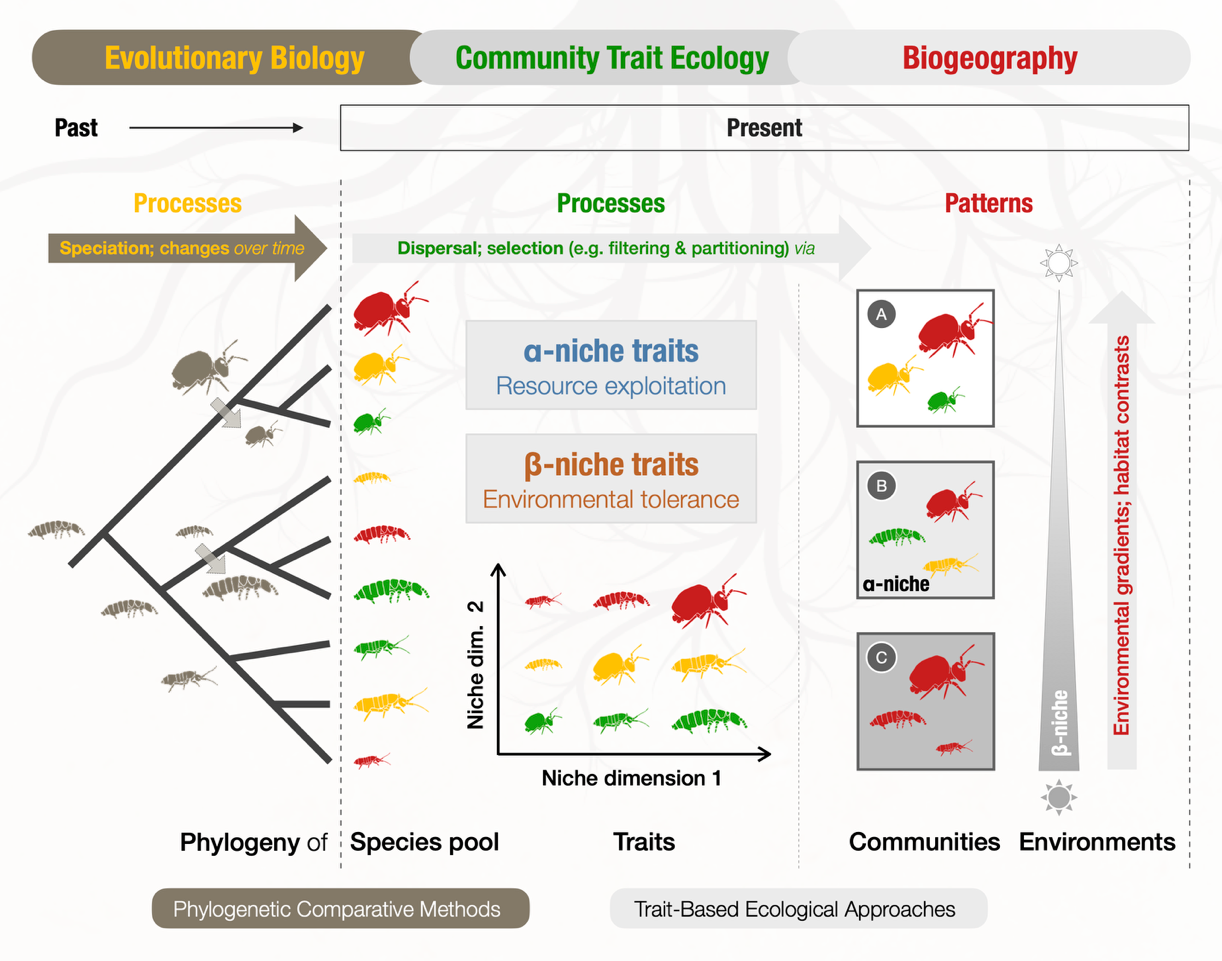 Why Do Thousands of Animal Species Thrive in a Single Patch of Soil? 