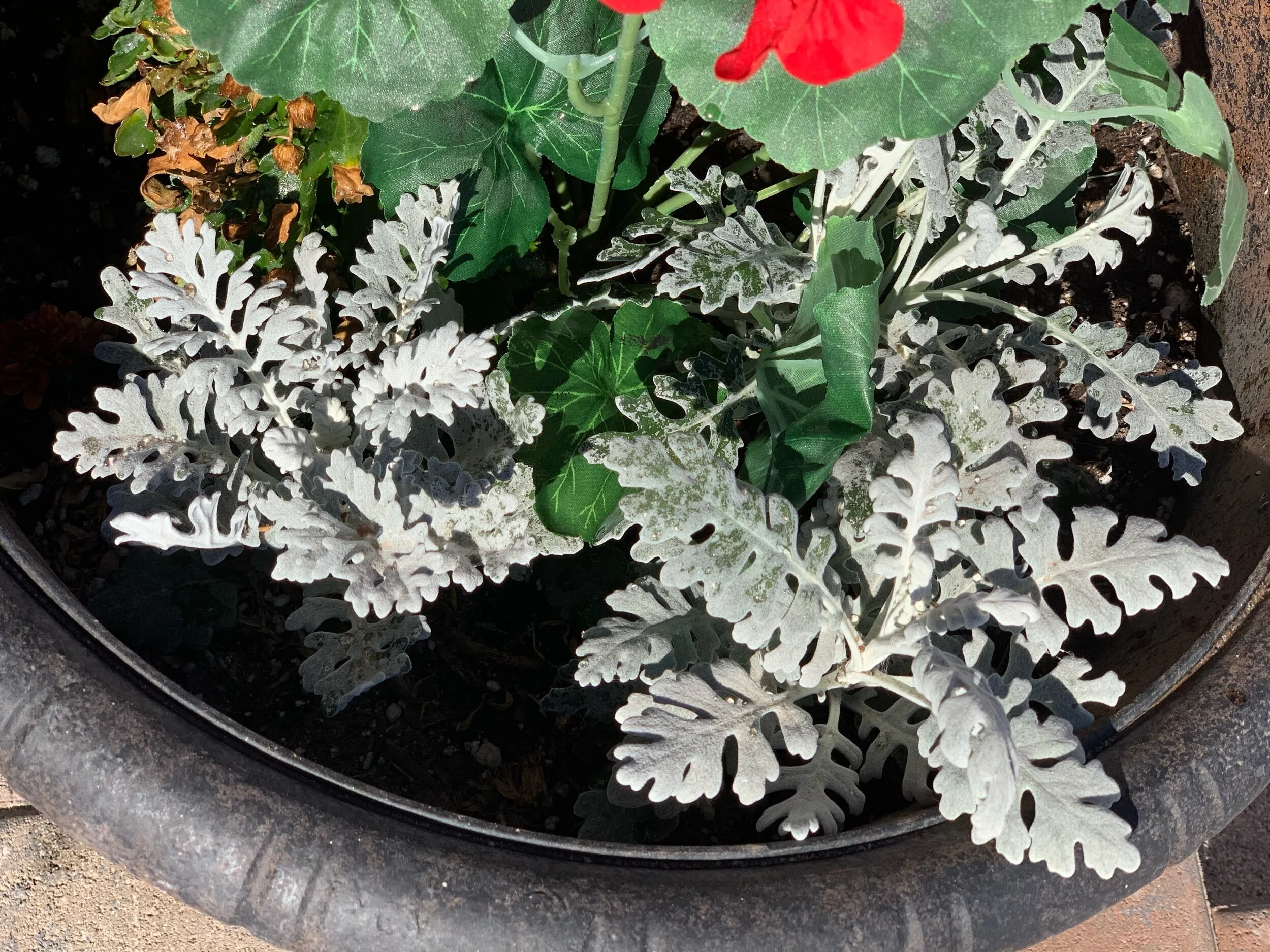 Easy to grow. Mixes well with others, 