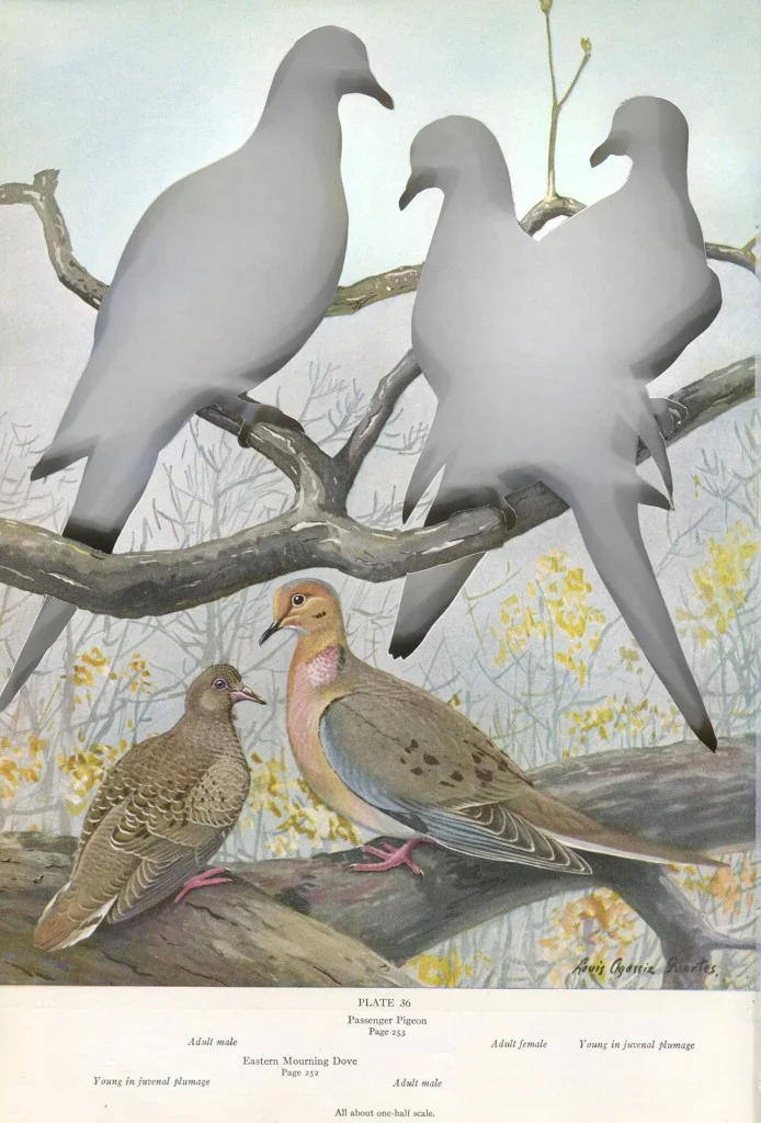 Framework-of-Absence_Passenger_pigeon-694x1024.jpg