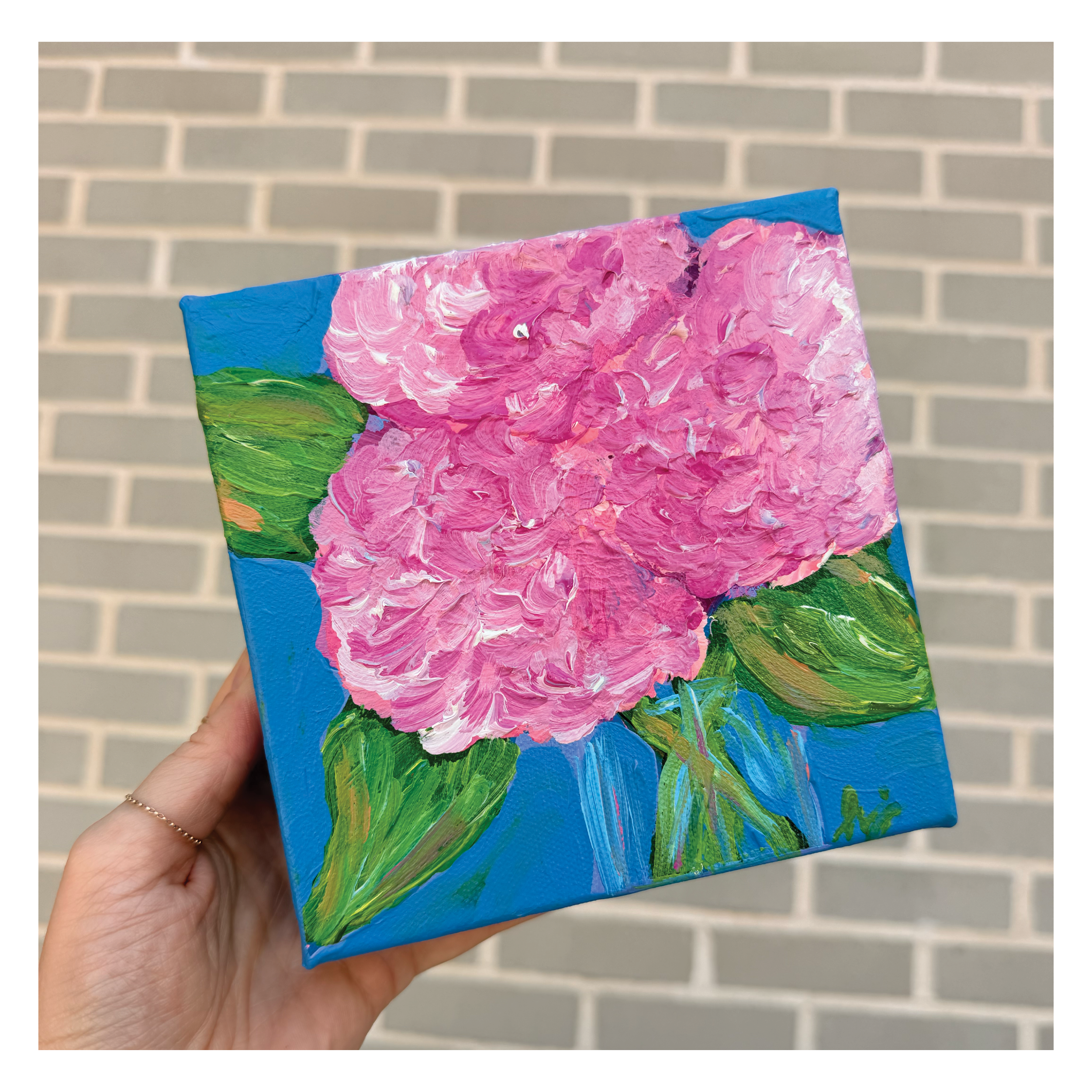 Tickled Pink Hydrangeas