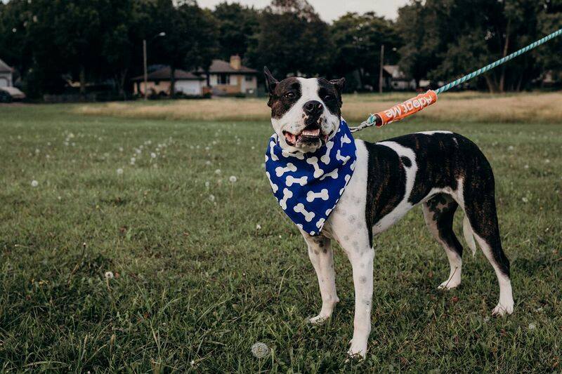 unbreakable bullies rescue