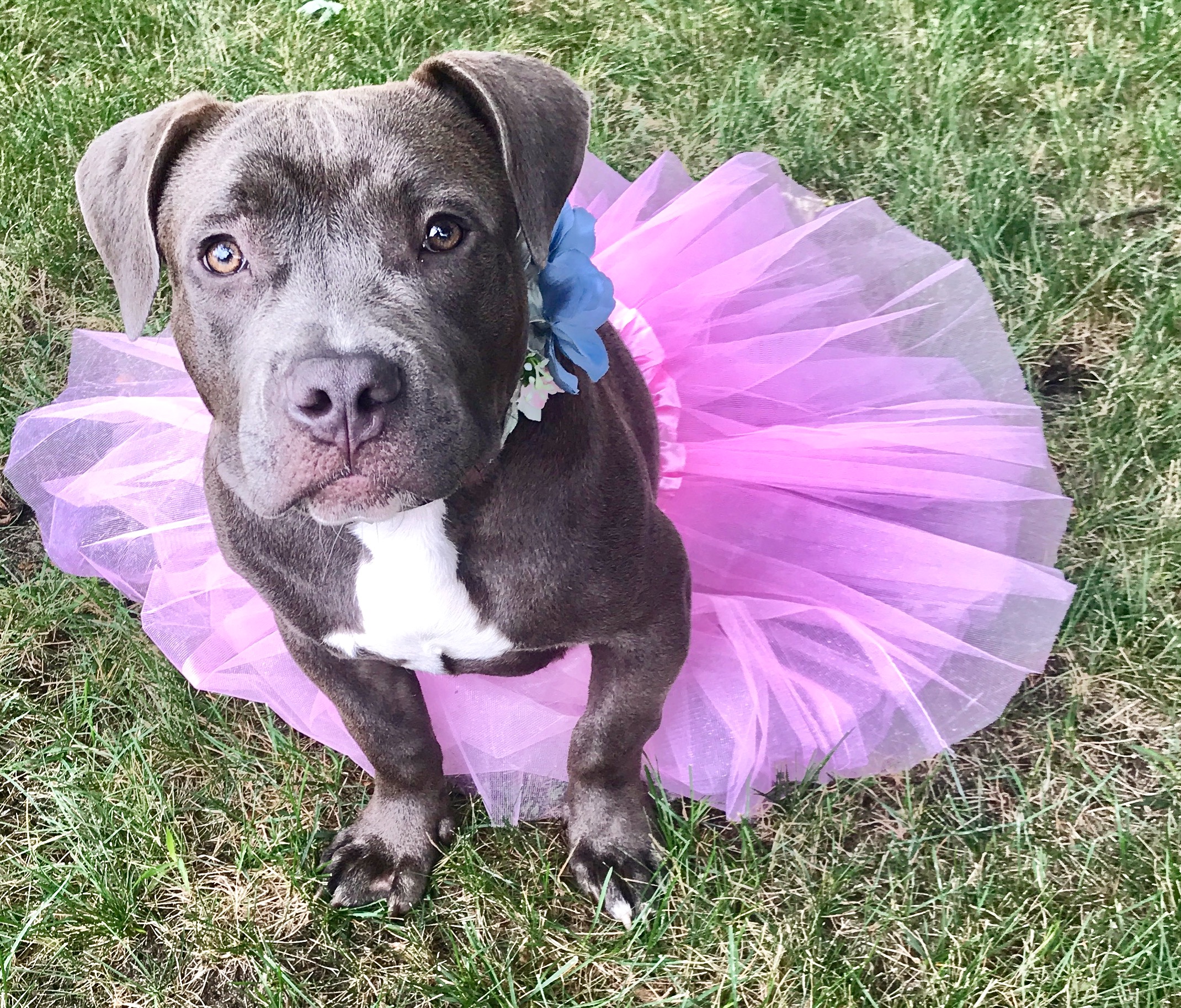 UnbreakaBULL Pitbull Rescue