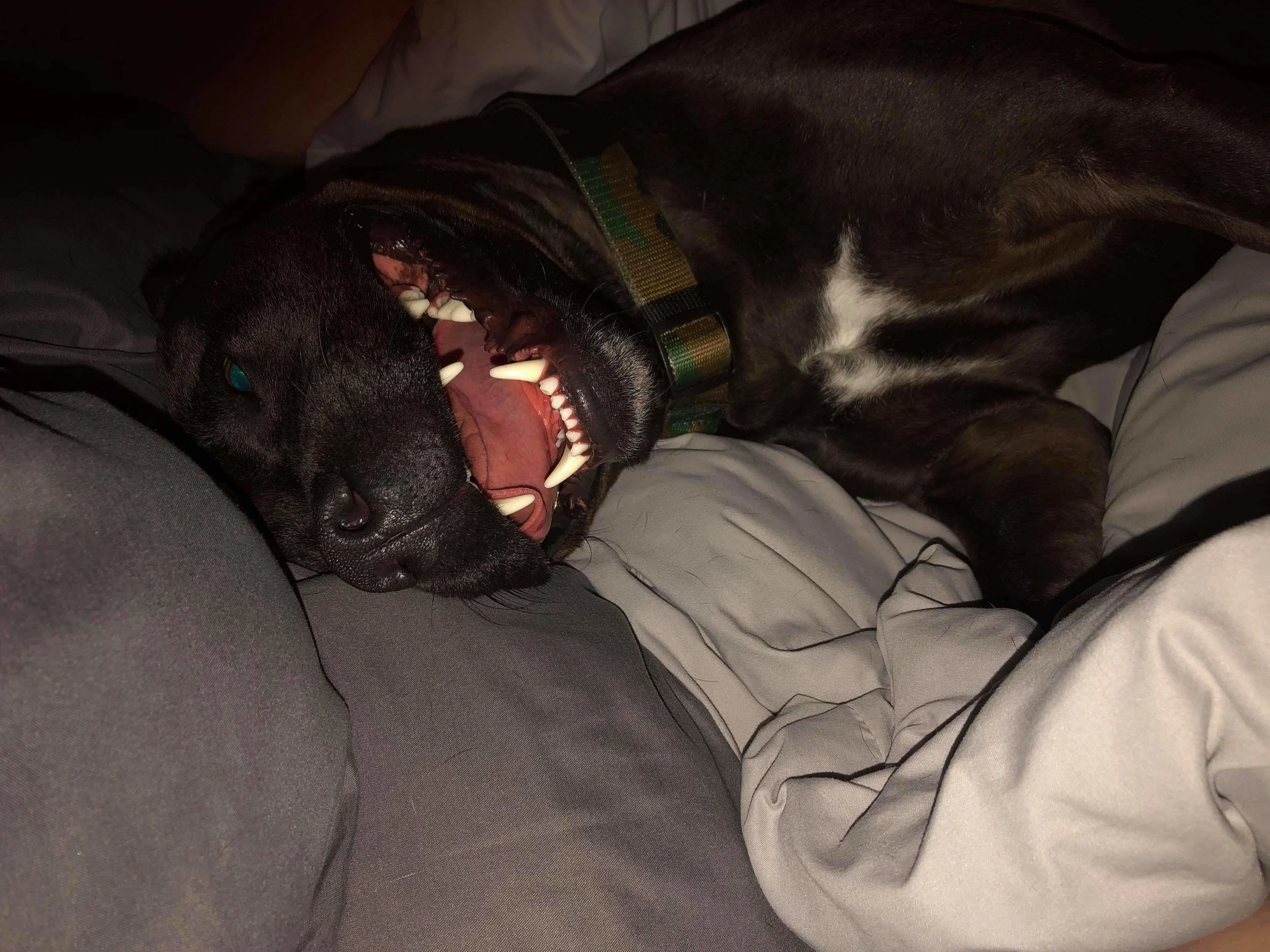 received_527120901145362.jpeg