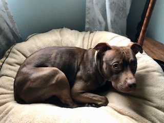 Tootsie3.jpeg