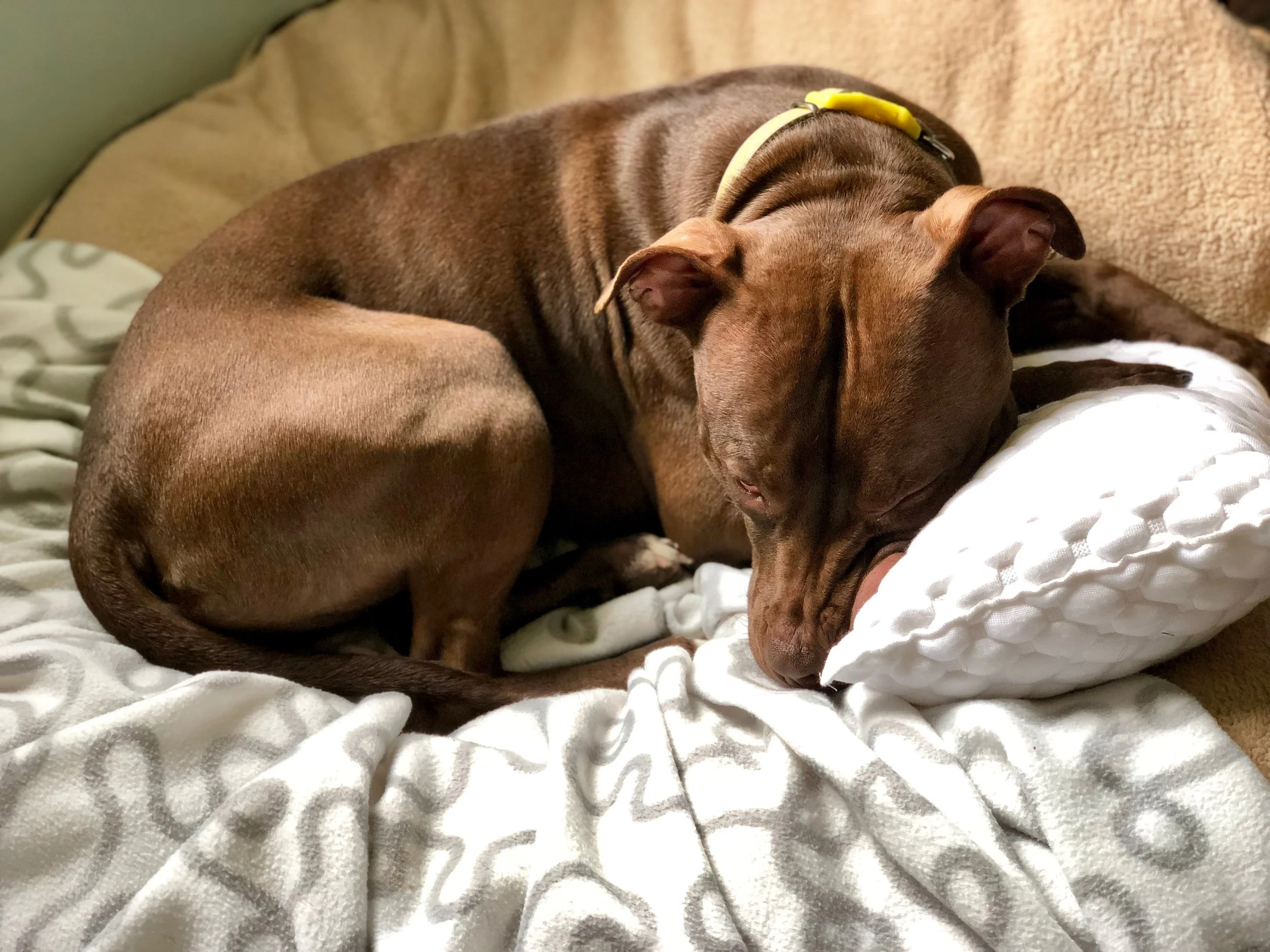 Tootsie8.jpg