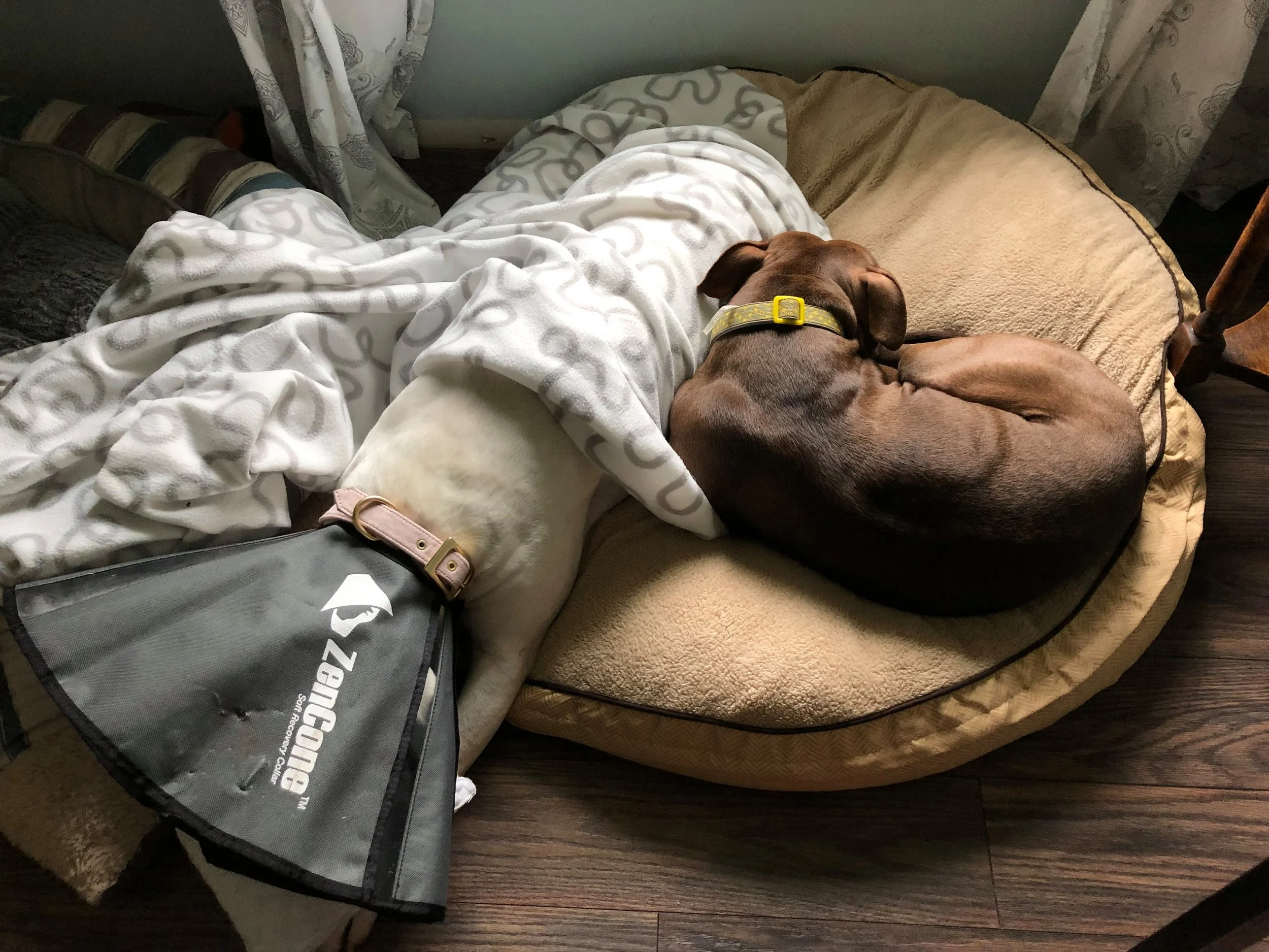 Tootsie7.jpg