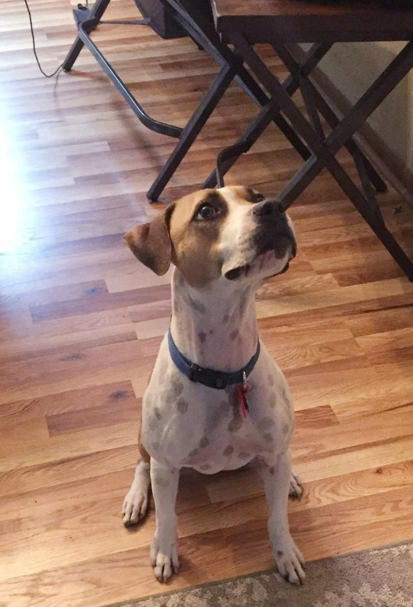 Nala1.jpg