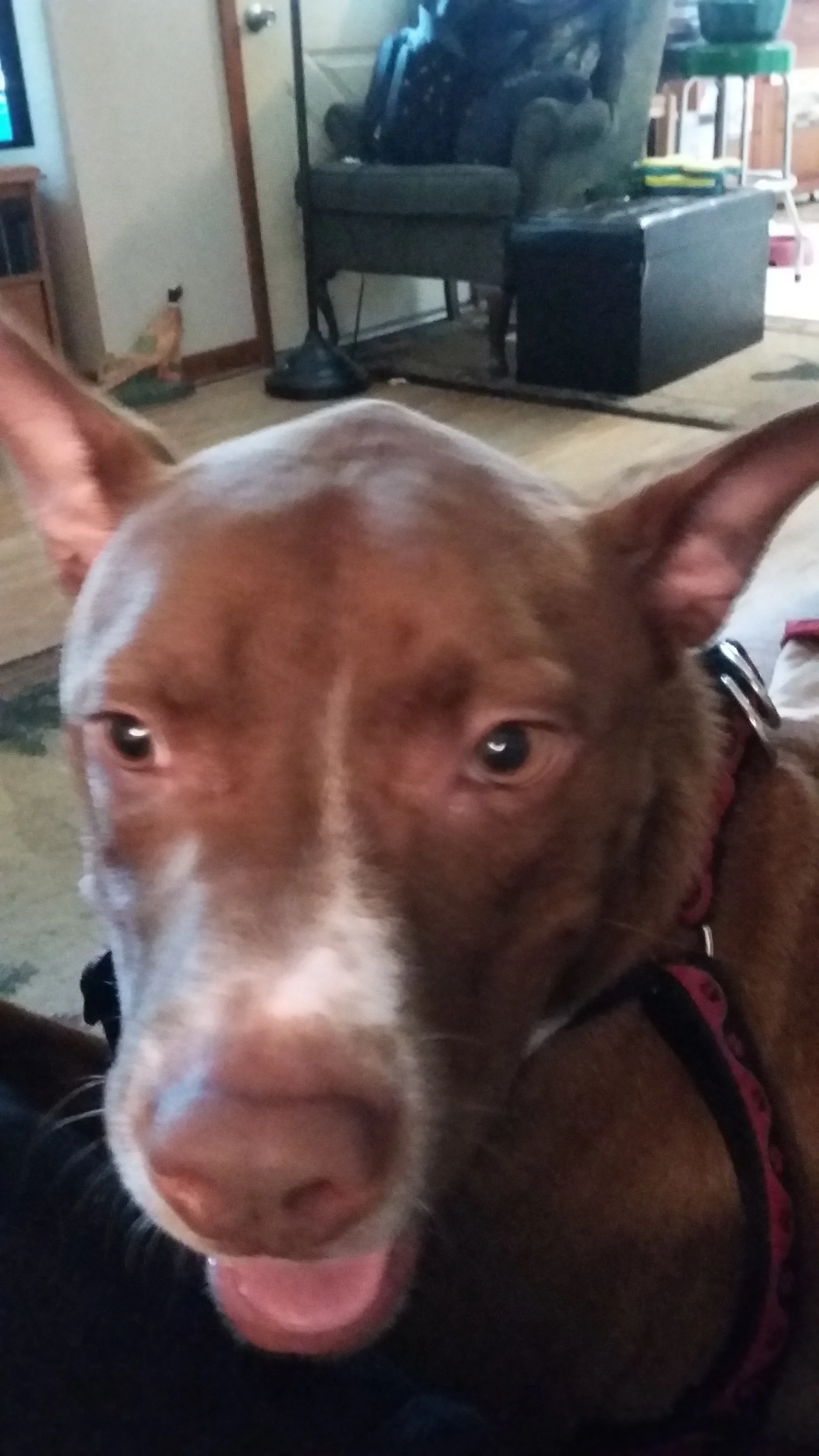 Frankie5.jpg