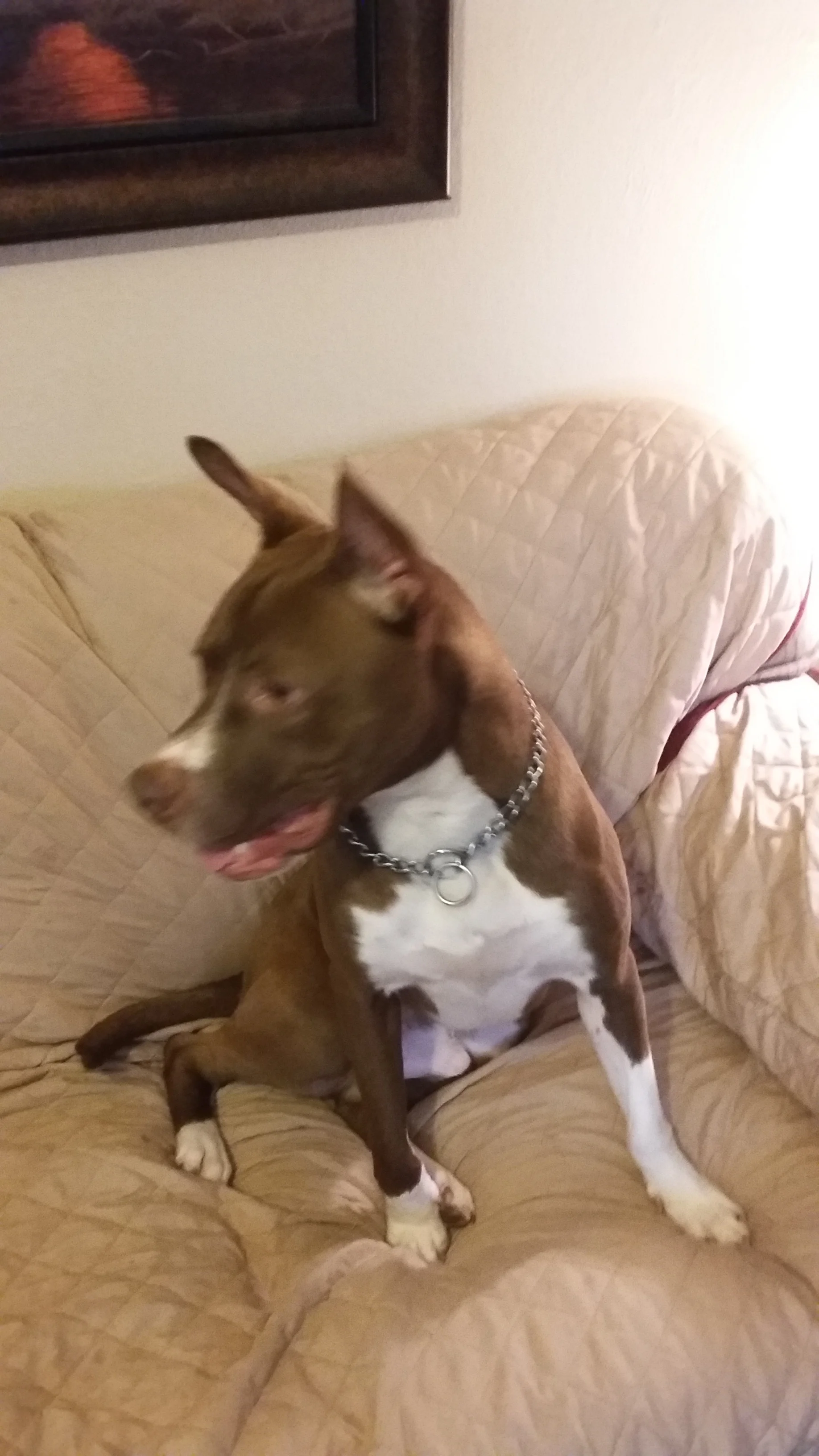 Frankie7.jpg