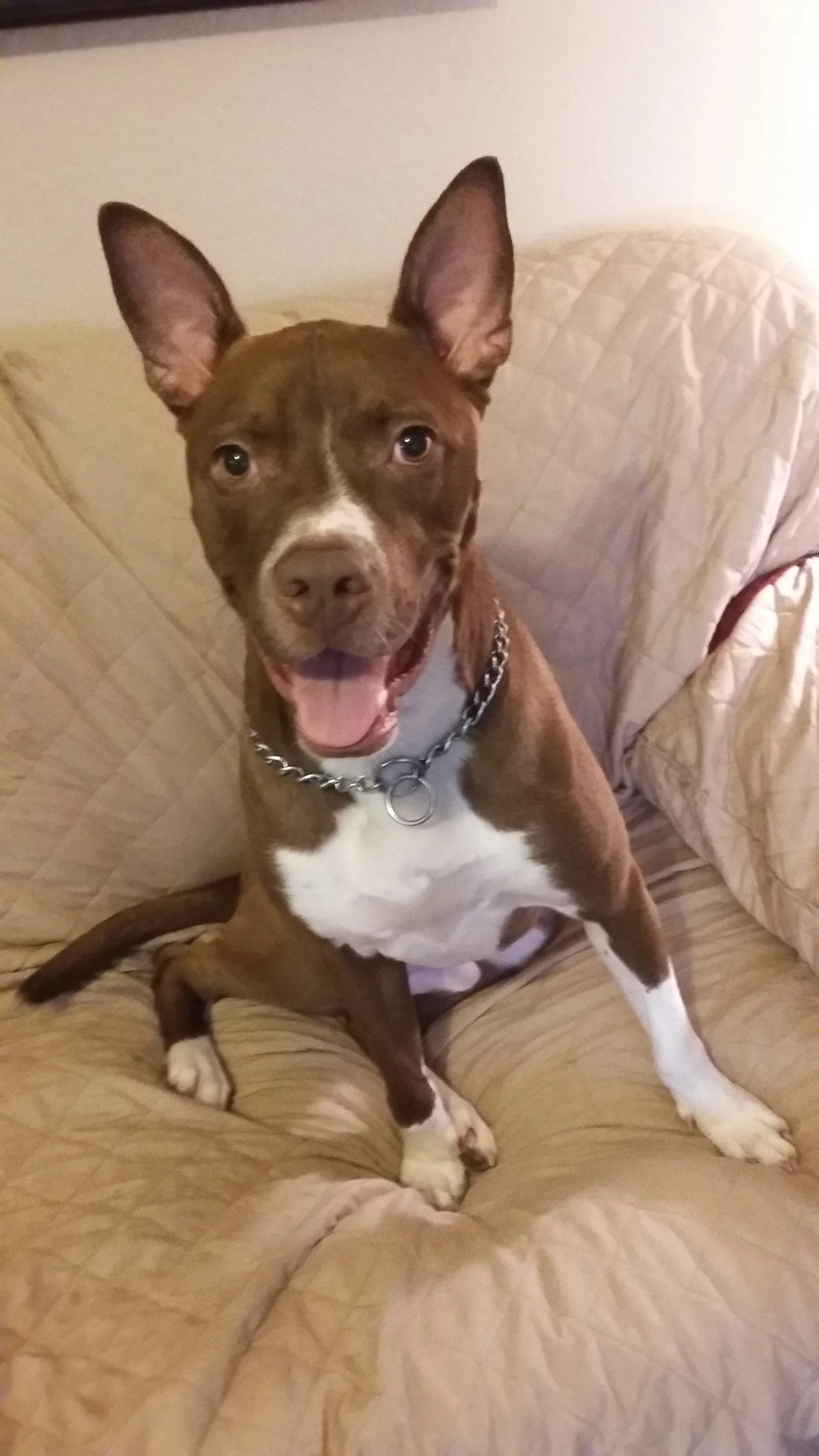 Frankie8.jpg