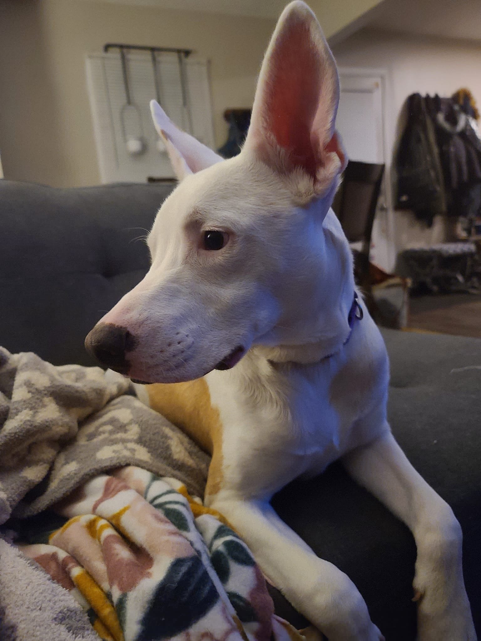 Gus 8.jpg