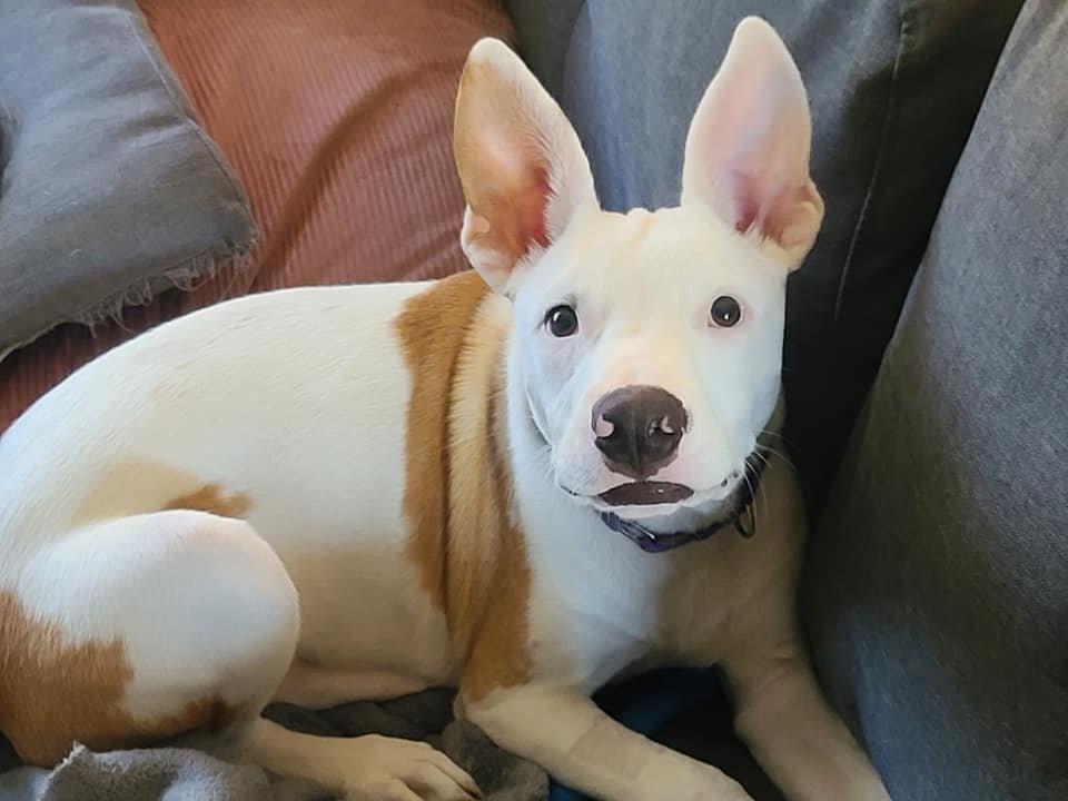 Gus 3.jpg