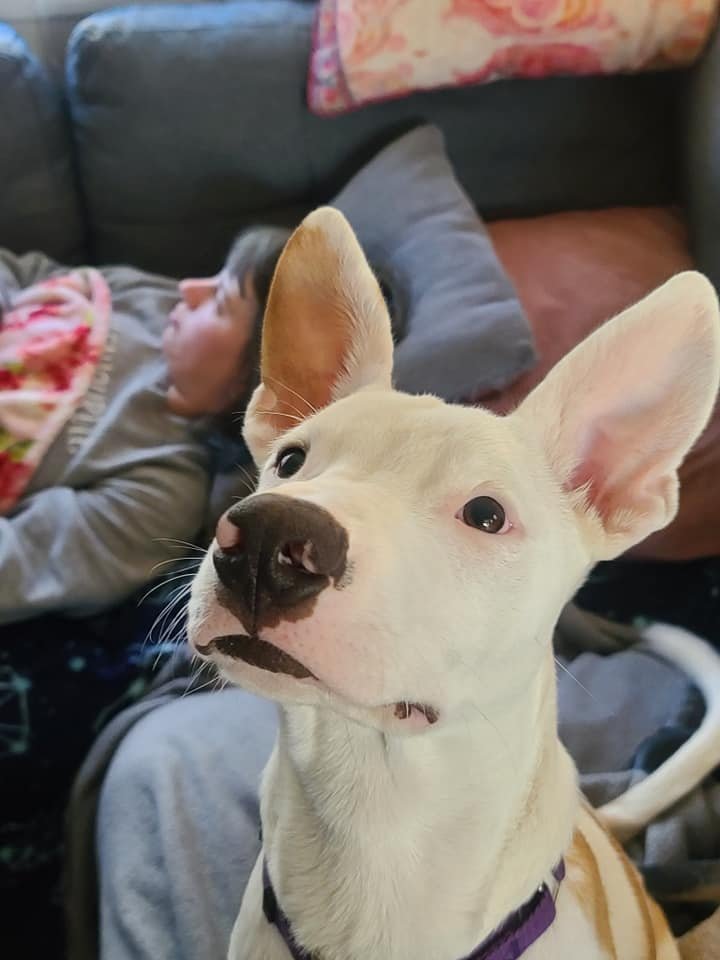 Gus 4.jpg