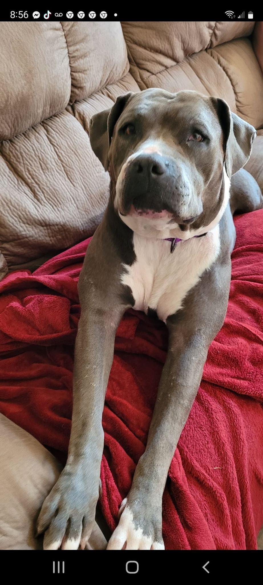 Daisy3.jpg