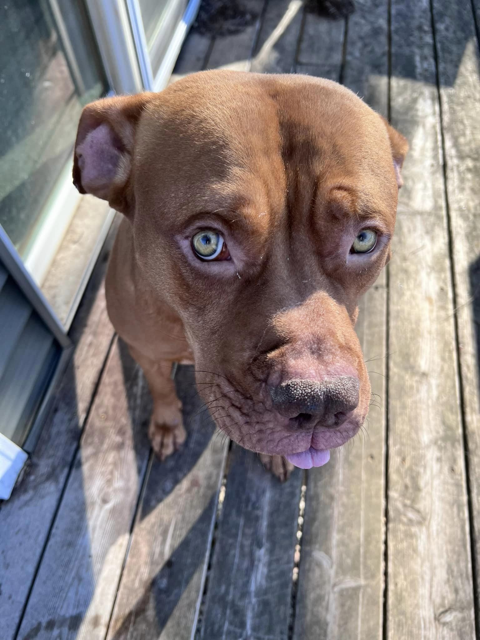 Hooch6.jpg